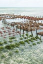 Rows of seaweed on a seaweed farm Royalty Free Stock Photo