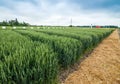 sectors winter wheat field demo cereals