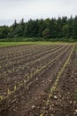 Rows of seedlings beginning to grow