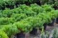 Rows of seedlings of coniferous trees in pots