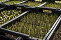 Rows of Seedlings in Seedbeds in Nursery Royalty Free Stock Photo