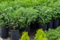 Rows of seedlings of western thuja Selena in pots Royalty Free Stock Photo