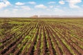 Rows of seedlings of winter wheat. Autumn shoots of winter wheat. Wheat field stretching into the distance Royalty Free Stock Photo