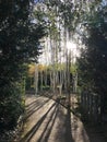 Rows of Silver Birch Trees with sunlight behind Royalty Free Stock Photo