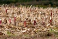 Rows of small broken corn stalks left in local cornfield after harvest surrounded with dry husks and dried grass