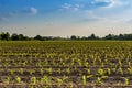 Rows of small corn plants from organic farming in Italy with blu Royalty Free Stock Photo