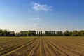 Rows of small corn plants from organic farming in Italy with blu Royalty Free Stock Photo