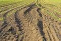 Rows of small corn plants from organic farming in Italy Royalty Free Stock Photo