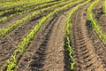 Rows of small corn plants from organic farming in Italy Royalty Free Stock Photo