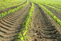 Rows of small corn plants from organic farming in Italy Royalty Free Stock Photo