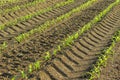 Rows of small corn plants from organic farming in Italy Royalty Free Stock Photo