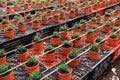 Rows of small ornamental shrubs growing in pots.