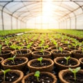Rows of small peat pots filled with soil and young green seedlings are arranged in a Royalty Free Stock Photo
