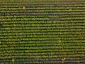 Rows of soil with young sprouted seedlings in spring, top view Royalty Free Stock Photo