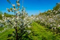 Rows with sour cherry kriek trees with white blossom in springtime in farm orchards, Betuwe, Netherlands Royalty Free Stock Photo