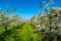 Rows with sour cherry kriek trees with white blossom in springtime in farm orchards, Betuwe, Netherlands Royalty Free Stock Photo