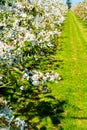 Rows with sour cherry kriek trees with white blossom in springtime in farm orchards, Betuwe, Netherlands Royalty Free Stock Photo