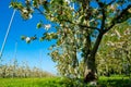 Rows with sour cherry kriek trees with white blossom in springtime in farm orchards, Betuwe, Netherlands Royalty Free Stock Photo