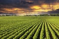 Rows of soy field plants in sunset