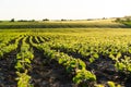 Rows of soy seedlings field. Young Soy Plants. Soy field with sunset sun. Agrarian business. Agricultural scene Royalty Free Stock Photo