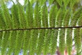 Rows of spores on the underside of a fern frond Royalty Free Stock Photo