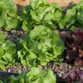 Rows of spring butter lettuce in garden soil Royalty Free Stock Photo