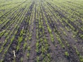 Rows of sprouting barley in spring Royalty Free Stock Photo