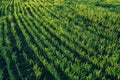 Rows of sprouts on a diagonal field with rounded bright green juicy grass Royalty Free Stock Photo
