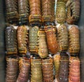 3 rows of stacked lobster tails Royalty Free Stock Photo