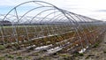 Rows of steel arches of a polytunnel