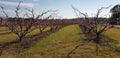 Rows of stone fruit trees in an orchard Royalty Free Stock Photo