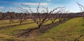 Rows of stone fruit trees in an orchard Royalty Free Stock Photo