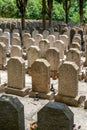 Rows of stone tombstones in a public cemetery