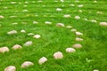 Rows of stones in concentric circles Royalty Free Stock Photo