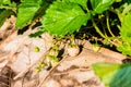 Rows of strawberries in a strawberry farm Royalty Free Stock Photo