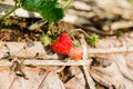 Rows of strawberries in a strawberry farm Royalty Free Stock Photo