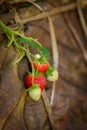 Rows of strawberries in a strawberry farm Royalty Free Stock Photo