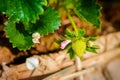 Rows of strawberries in a strawberry farm Royalty Free Stock Photo