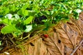 Rows of strawberries in a strawberry farm Royalty Free Stock Photo