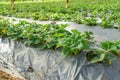 Rows of strawberry leaves growing in green house plantation