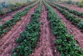 Rows of strawberry plants in an Amish garden