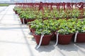 Rows of strawberry plants growing in hanging baskets in a greenhouse Royalty Free Stock Photo