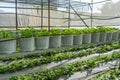 Rows of strawberry farm inside green house plantation