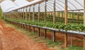 Rows of strawberry plants.