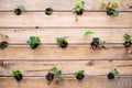 Rows of strawberry in a vertical gardenon wooden wall in a summer garden Royalty Free Stock Photo