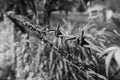 Rows of stretched metal barbed wire with sharp spikes against a background of tropical vegetation. Black and white image Royalty Free Stock Photo