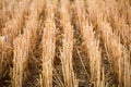 Rows of stubble harvested wheat field