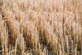 Rows of stubble harvested wheat field