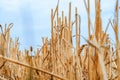 Rows of stubble of a mown wheat field, ears of wheat. Blue sky. Close. Inside view