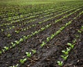 Sugar beet sprouts on field at spring